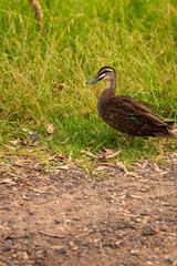 Pacific Black Duck Victoria Melbourne Australia