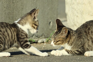 子猫の真剣勝負