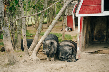 iberian black pigs sleep on the farm