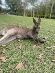 kangaroo in the grass