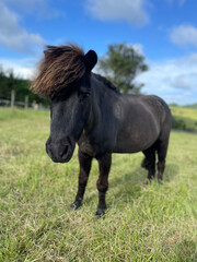 Fototapeta premium miniature horse in the field