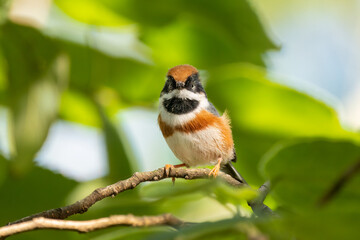 Close up of a black-throated bushtit (aegithalos concinnus) standing or sitting on a branch