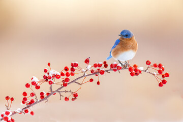 Eastern blue bird on a branch full of red berries 