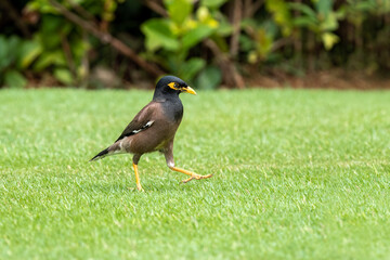 Beautiful common myna or Indian myna (Acridotheres tristis) walking in green grass