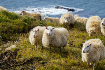 Naklejka premium Icelandic Sheep Graze in the Mountain Meadow near Ocean Coastline, Group of Domestic Animal in Pure and Clear Nature. Ecologically Clean Lamb Meat and Wool Production. Scenic Area