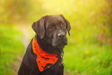 A black Labrador retriever dog in an orange Halloween bandana. Puppy on a background of nature.