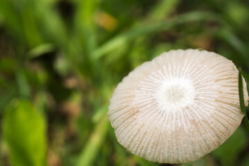 Light brown umbrella mushroom on the background of blurred grass.