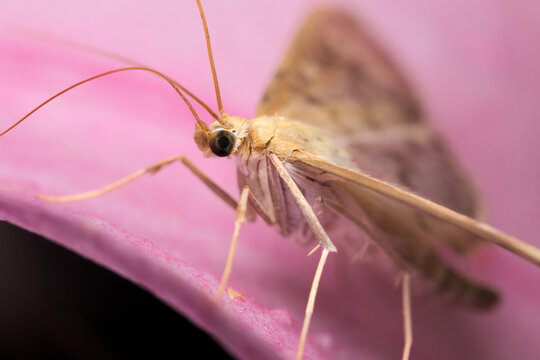 Side view of a Mother of pearl moth sitting on a pink petal.