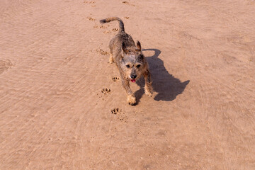 cão castanho a brincar na praia