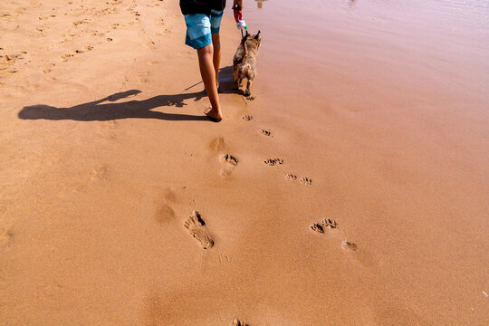 c&atilde;o castanho a brincar na praia