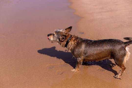 cão castanho a brincar na praia