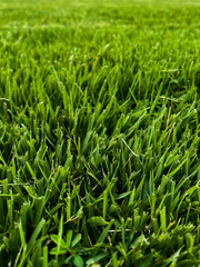 green grass background
