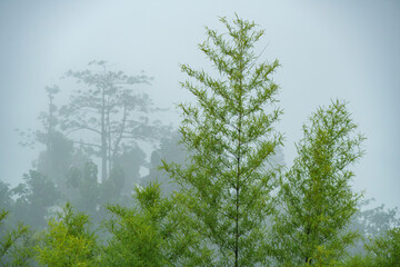 foggy park shilloute