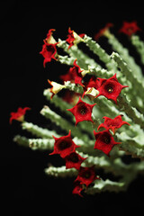 Red flower succulent plant, Caralluma socotrana from Socotra Island