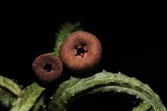 Rare and unusual succulent plant Echidnopsis malum from Africa