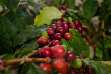 Cafezeiro carregado de café	
