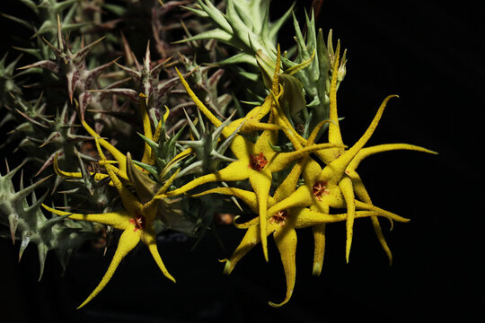yellow carrion flower (Orbea lutea) 