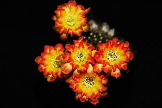 Beautiful Lobivia hybrid cactus flower in full bloom