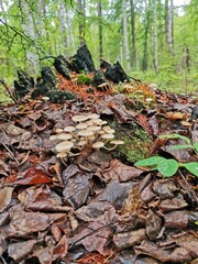 leaves in the forest