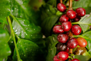 Cafezeiro carregado de café	