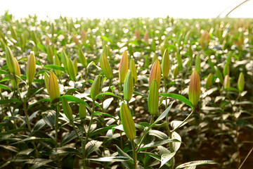 Lily flower in garden.  Lily is in the greenhouse