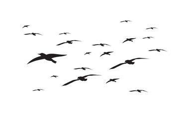 Seagull vector. Illustration of a flock of seagulls flying in the sky