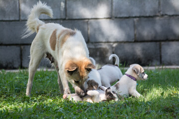 Naklejka na ściany i meble Thai dog puppies with mother on green grass