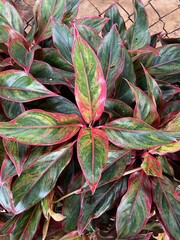 Obraz premium Aglaonema leaf in nature garden