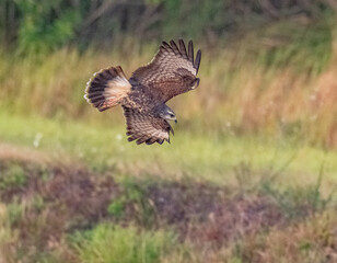 red tailed hawk