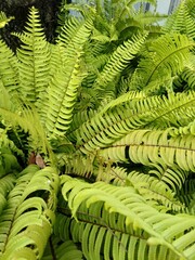  Nephrolepis is a genus of a group of ferns with about 40 species that are easily recognized because of their elongated prongs.

