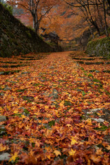 百済寺紅葉　Hyakusaiji temple autumn leaves