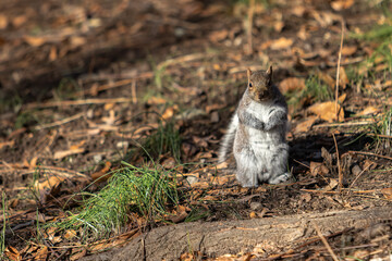 Cute Squirrel Standing  