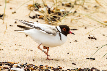 Hooded Plover in Victoria, Australia