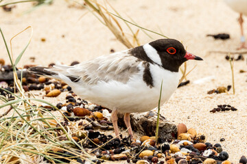 Hooded Plover in Victoria, Australia