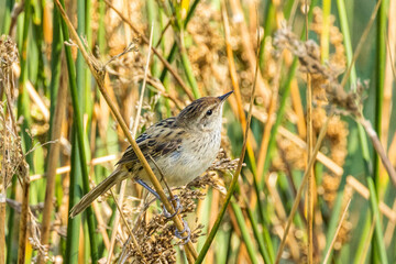 Little Grassbird in Victoria, Australia