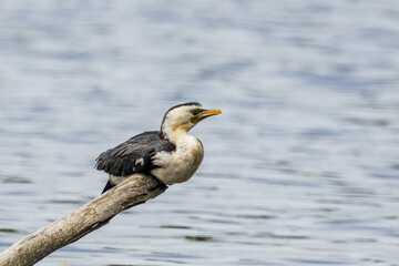 Little Pied Cormorant in Victoria, Australia