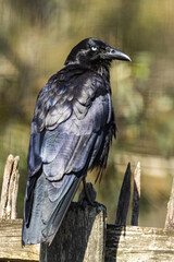 Little Raven in Victoria, Australia