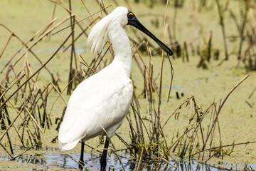 Royal Spoonbill in Victoria, Australia