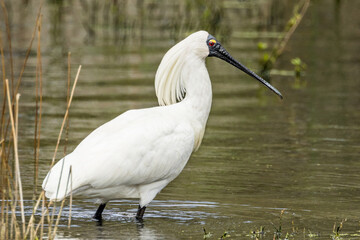 Royal Spoonbill in Victoria, Australia