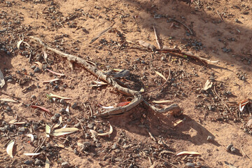 arid australian earth with tree roots and eucalyptus leaves