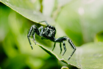 Macro of Golden Jumping Spider (Paraphidippus aurantius) with peaceful green nature background