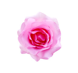 Rose pink flower top view isolated on white background top view , clipping path