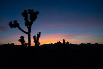 silhouette of a joshua tree with bright sunset sky in the background