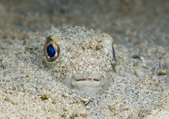 Yellowspotted pufferfish - Torquigener flavimaculosus from Cyprus 