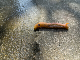 close up of a tin insect