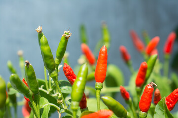 Red and green chili  pepper growing in the garden