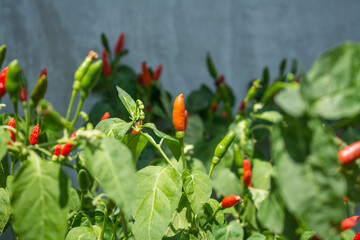 Red and green chili  pepper growing in the garden