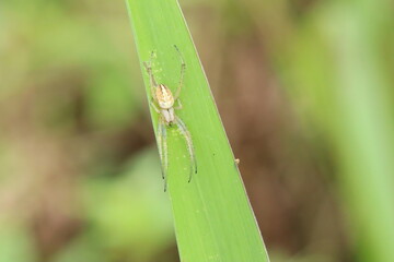 Common Web Spider on a blade of grass