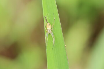 Common Web Spider on a blade of grass