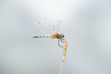 Dancing Dropwing Dragonfly on a stem edge